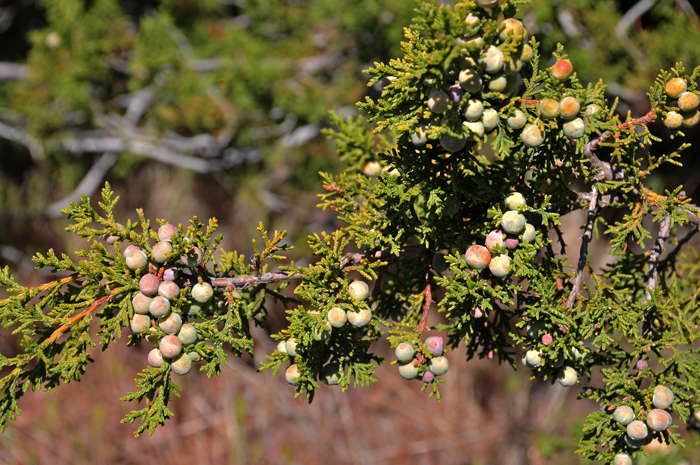 Redberry Juniper has light green glandular awl-like leaves that are closely appressed, scale-like and covered with conspicuous white resin. This species is found in the southwestern United States in AZ, NM and TX. It is predominant in Arizona. Juniperus coahuilensis Redberry Juniper has light green glandular awl-like leaves that are closely appressed, scale-like and covered with conspicuous white resin. This species is found in the southwestern United States in AZ, NM and TX. It is predominant in Arizona. Juniperus coahuilensis